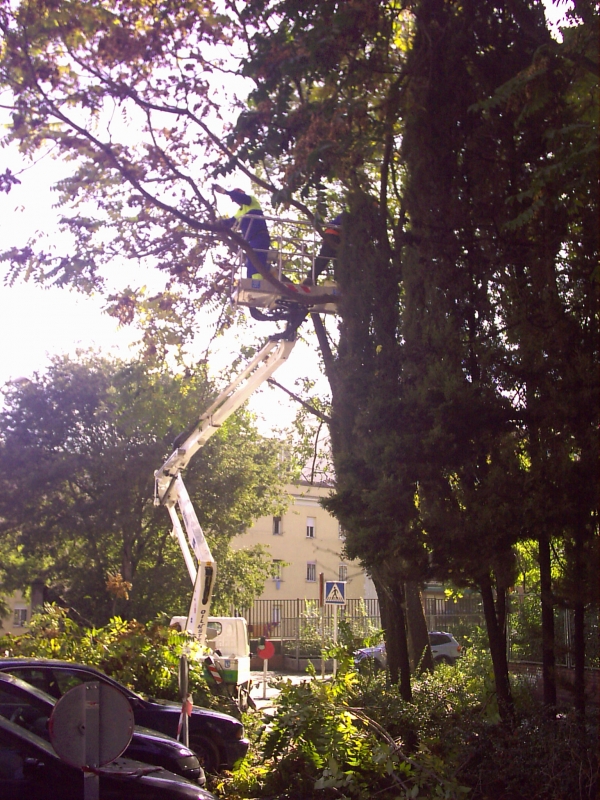 SANJOSE will perform unscheduled actions and immediate actions in matters of trees and green areas (SER + VERDE) in the municipality of Madrid