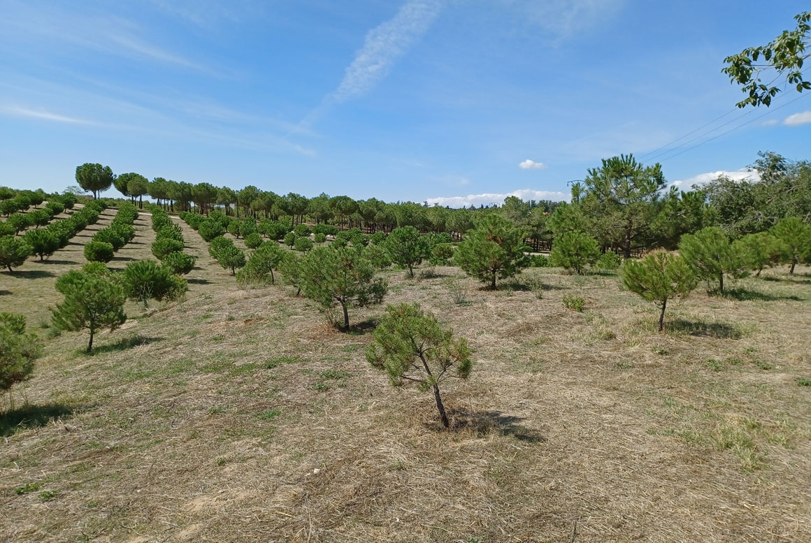 CONSERVACIÓN DE LAS ZONAS VERDES MUNICIPALES EN LOS DISTRITOS MADRILEÑOS DE CIUDAD LINEAL, HOTALEZA, SAN BLAS - CANILLEJAS Y BARAJAS (LOTE 4)