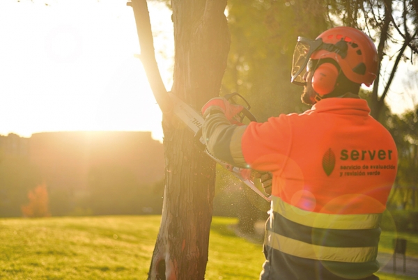 SANJOSE r&eacute;alisera le Service d�&eacute;valuation et r&eacute;vision verte des arbres de Madrid (SERVER)