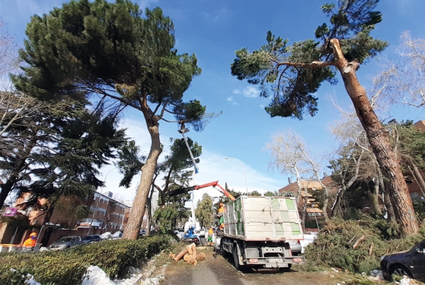 SANJOSE r&eacute;alisera le Service d�&eacute;valuation et r&eacute;vision verte des arbres de Madrid (SERVER)